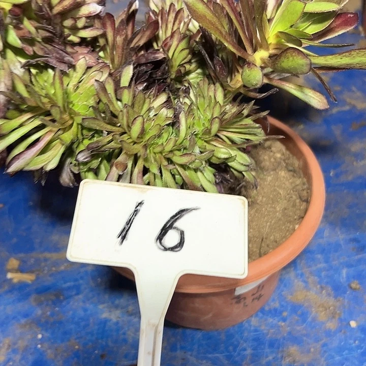 多肉植物黑法师缀花