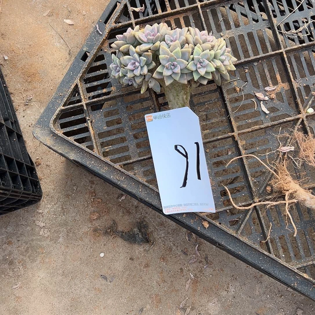 木***i淡雪16号多肉一物一拍