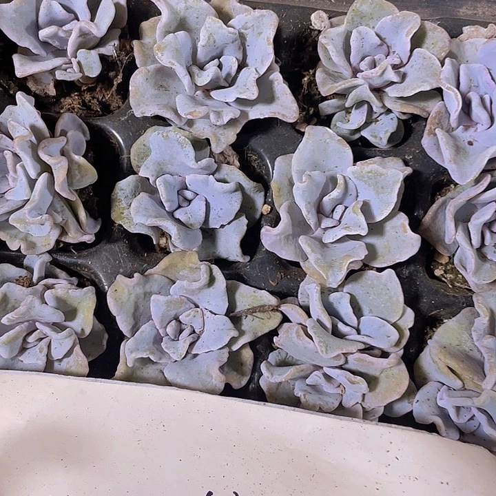 24精品白饺子皮2颗一组