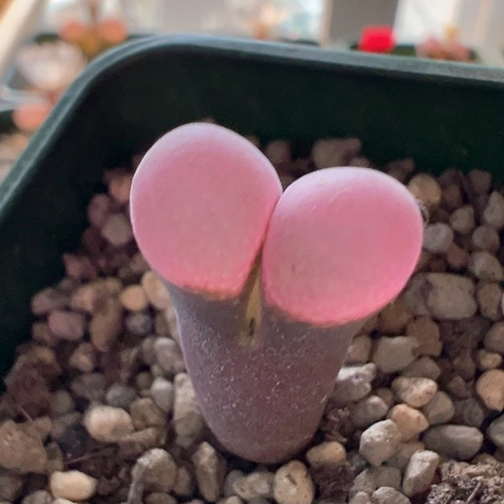 w/834。青蛙3年pv1089鲑鱼粉。柔雾粉窗 特别色88折后价