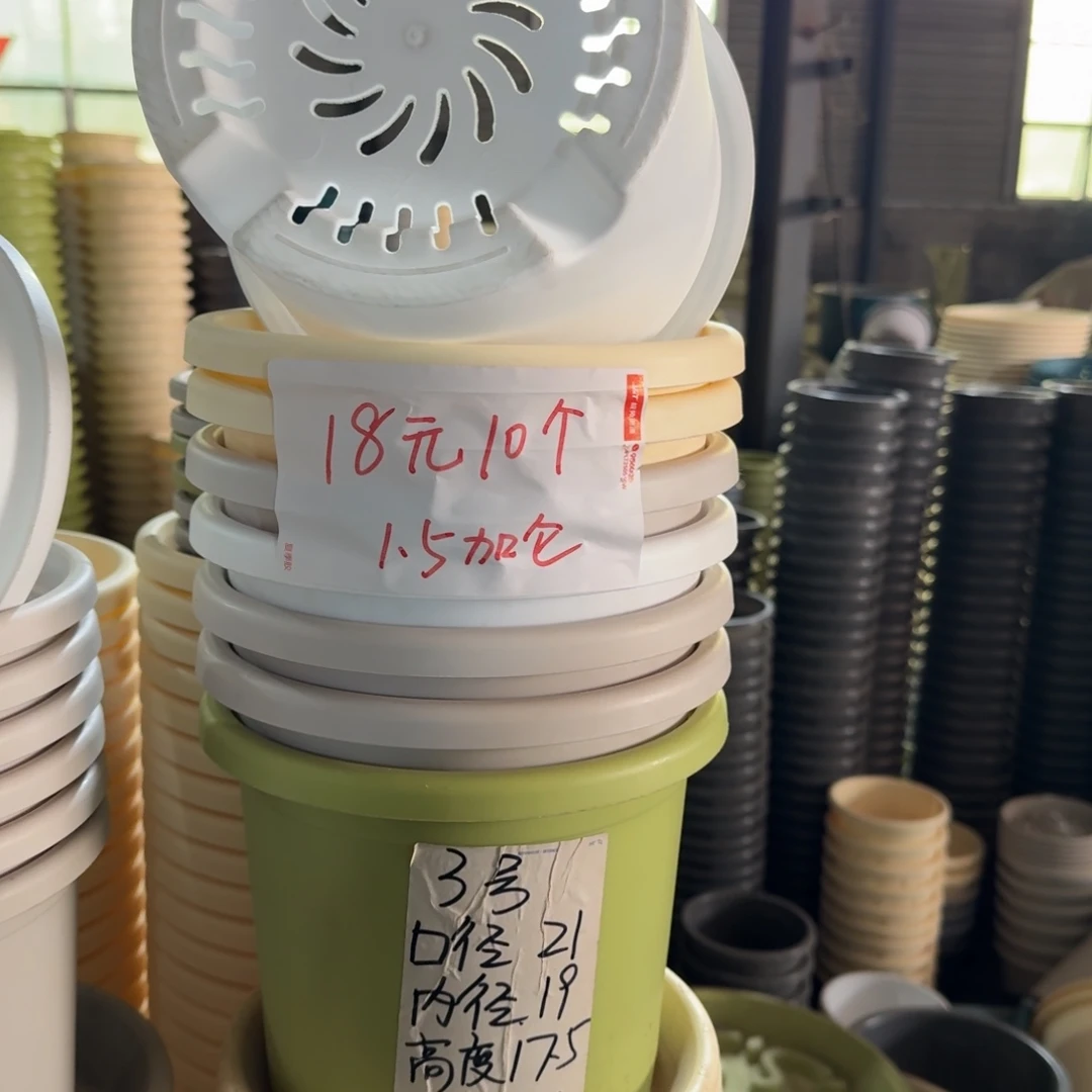 四季3#口径21无拖果绿10个