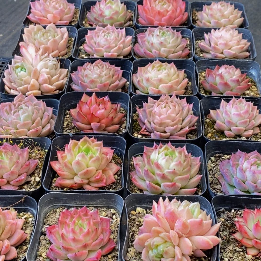 072多肉植物保护研究所所长助理研究员