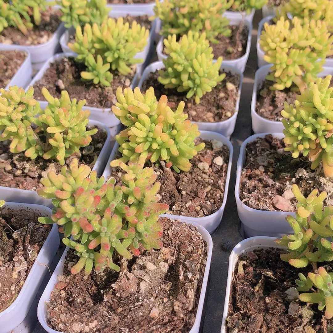 糖球锦2345二一7899900