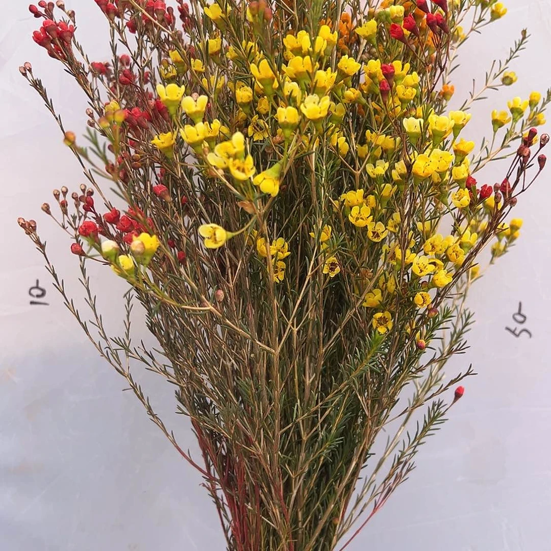 完全开放澳洲腊梅