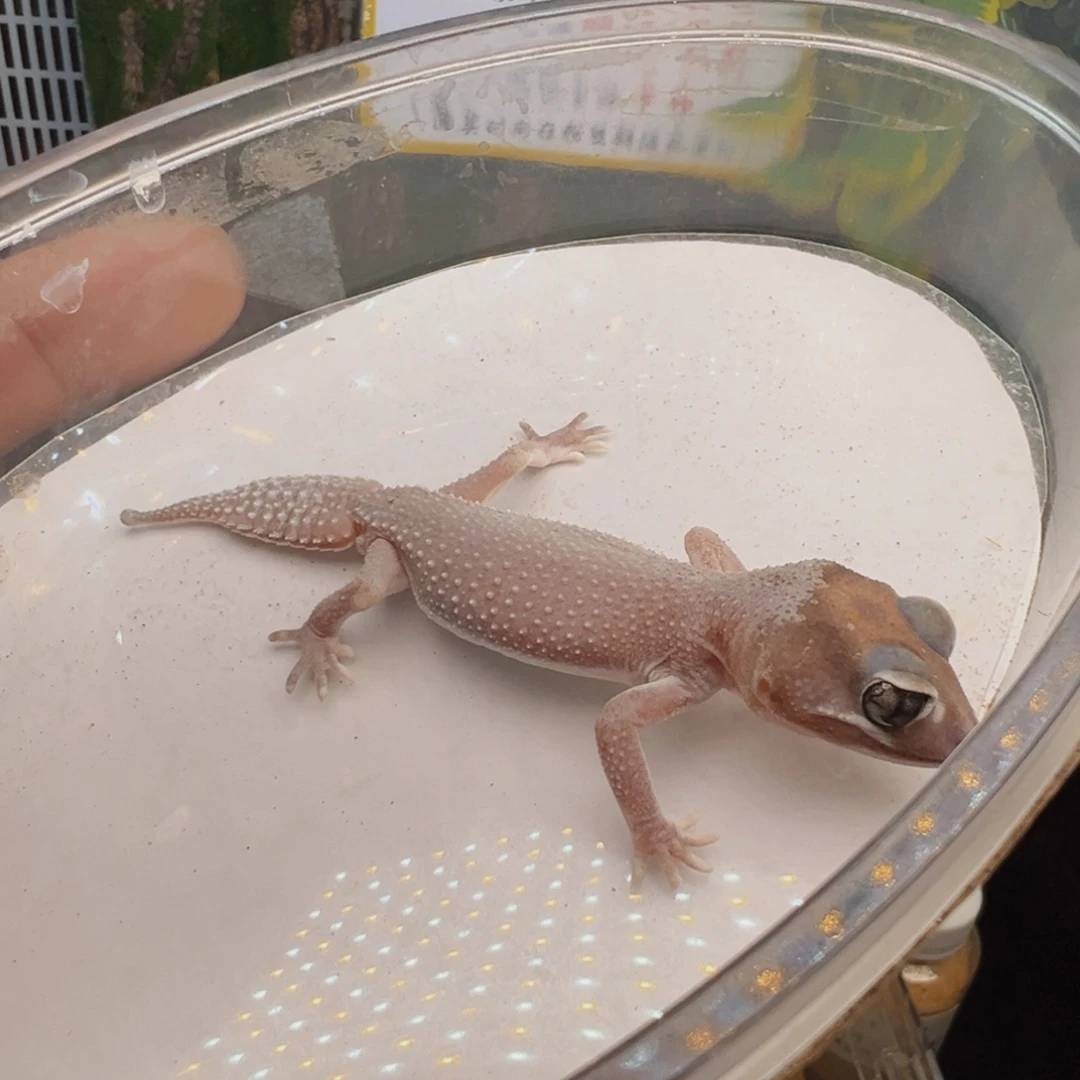 睫角守宫无纹弟弟