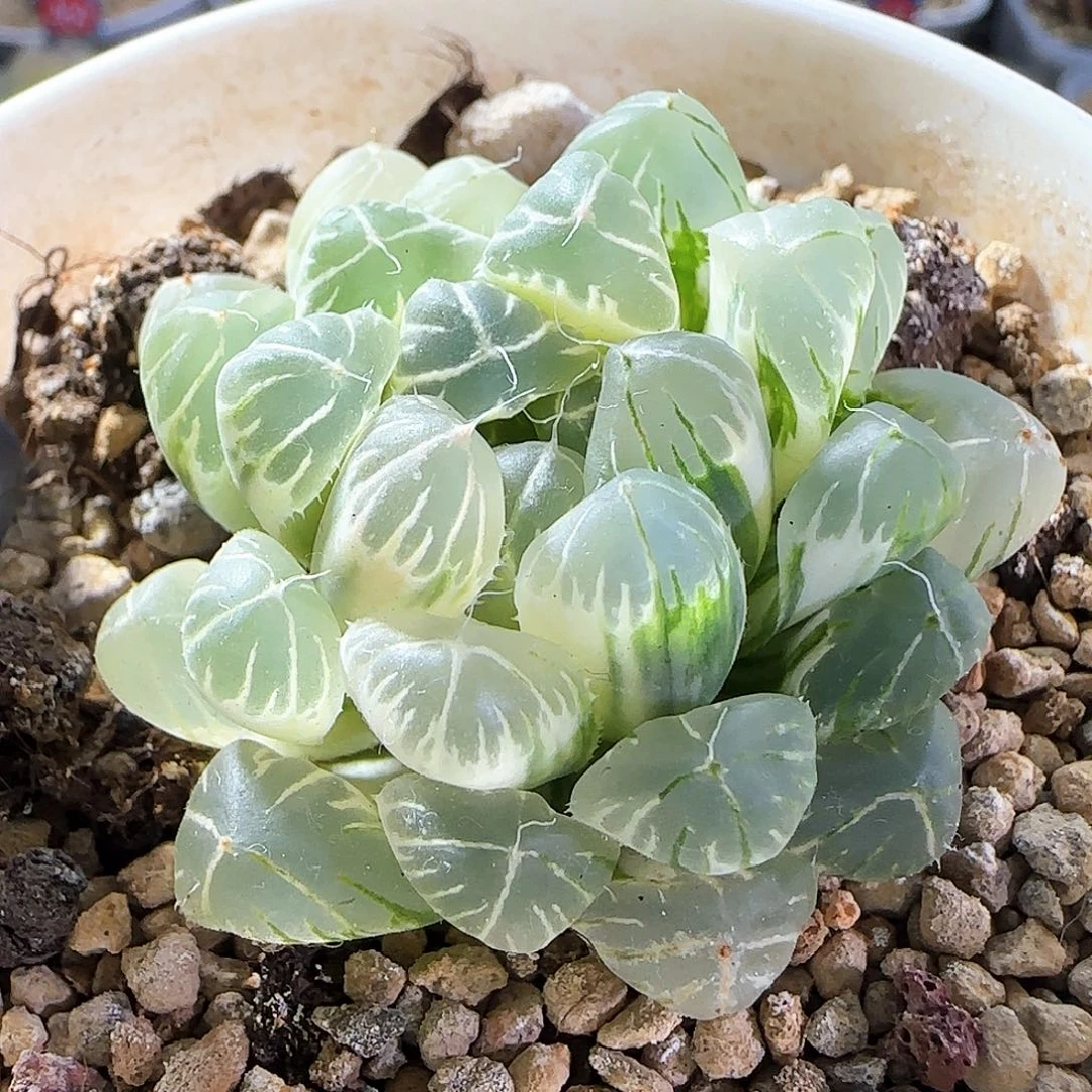 232号糊斑实生玉露锦一物一拍带盆土