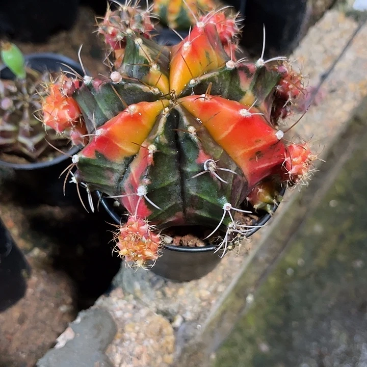 无花朵蒲****海仙人球好好看好漂亮40