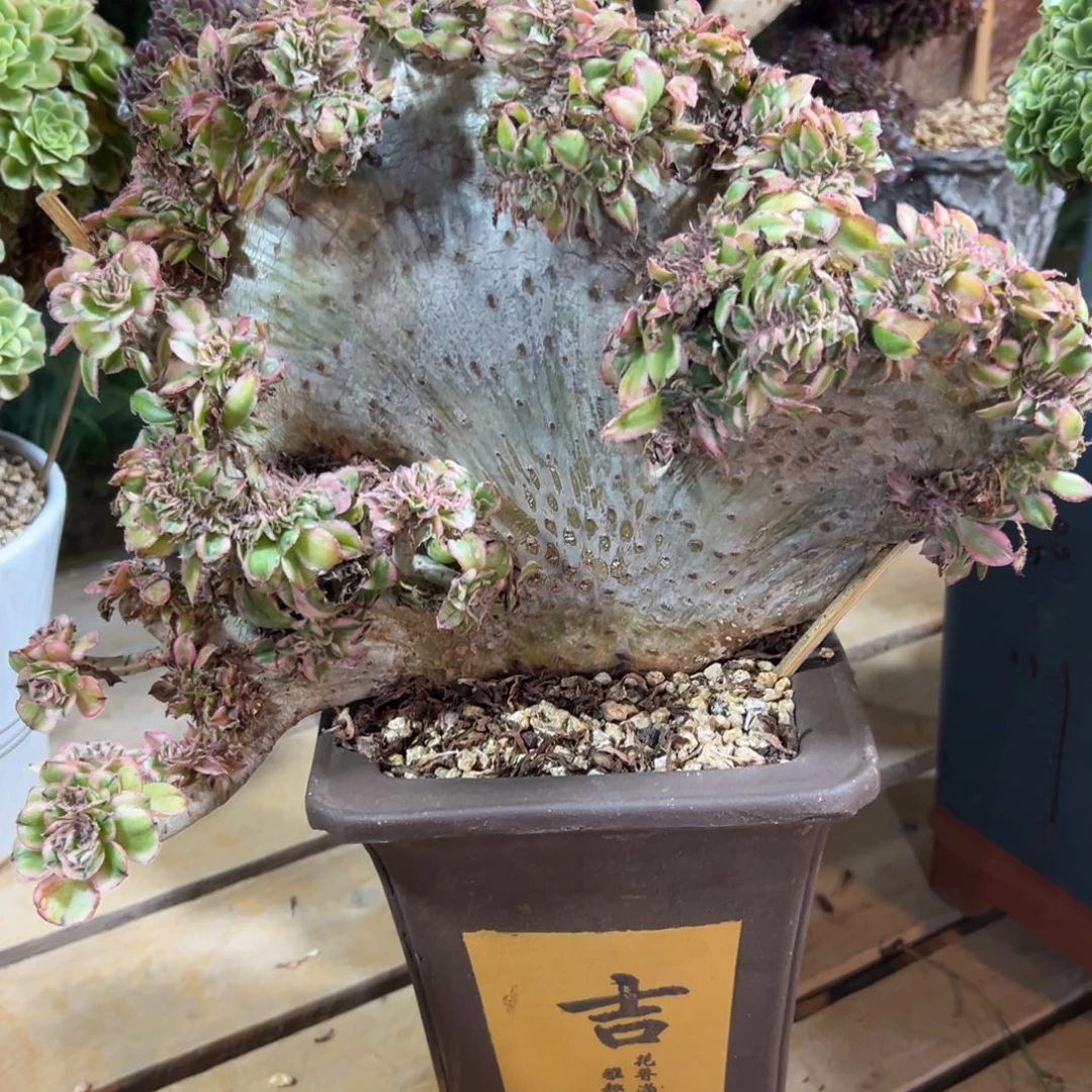 燕子锦缀化老桩厚板