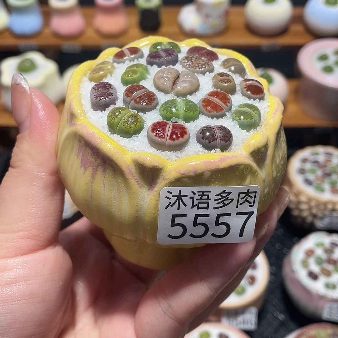 檀***了带盆土植物 一物一拍5557