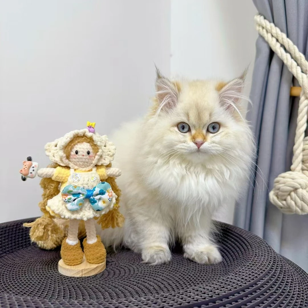 纯手工钩织玩偶，手工制品，默认微瑕，no退no换。