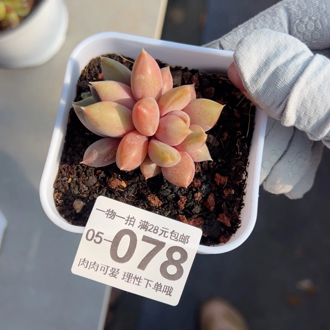 红象牙多肉多肉多肉多