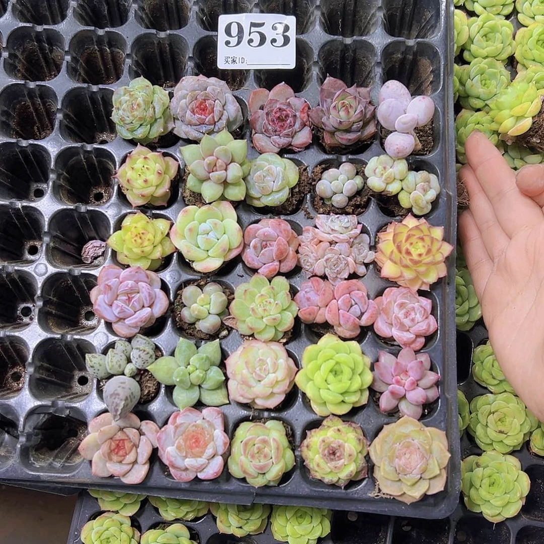 953精品苗30个带盘发