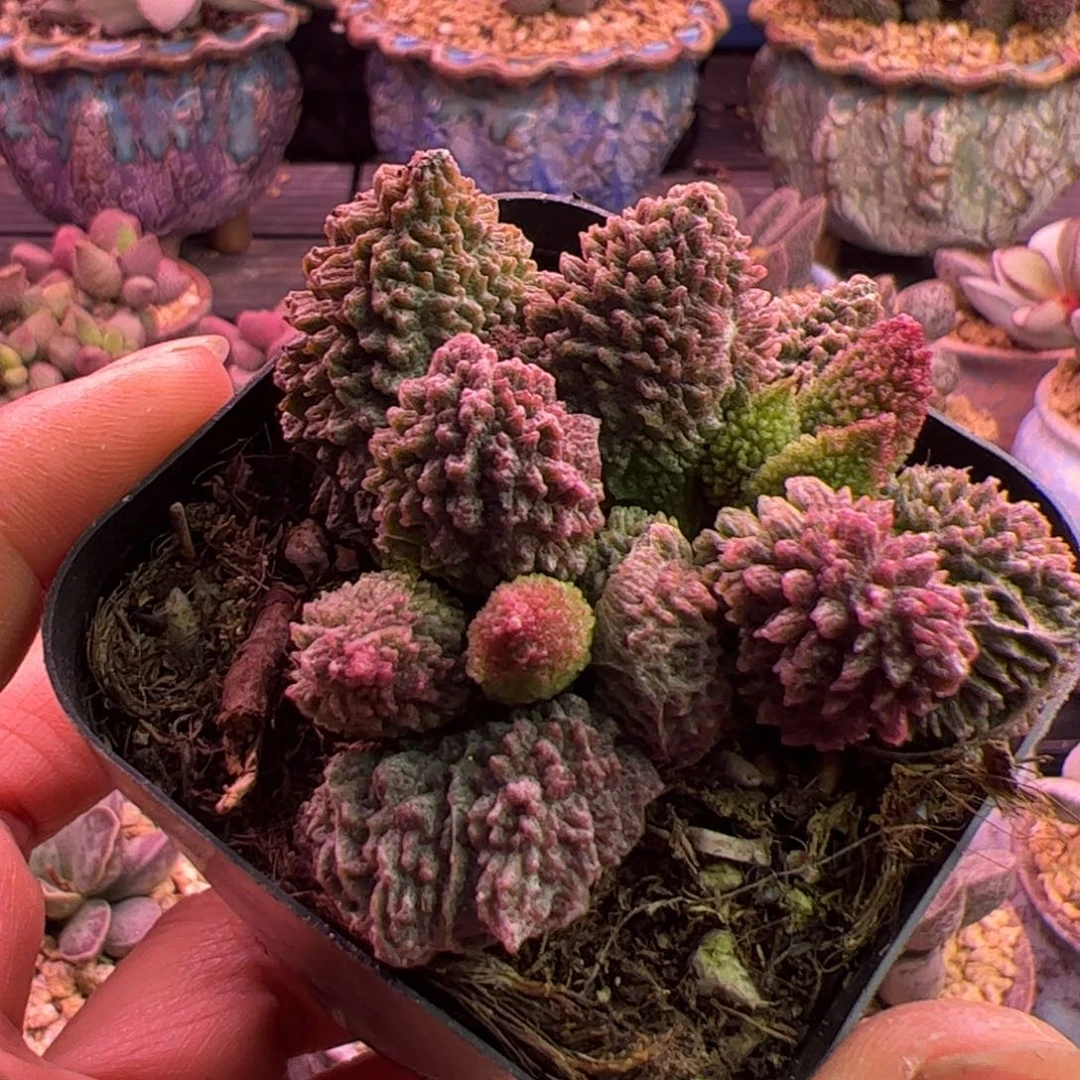 朱紫玉 可口可乐可口可乐