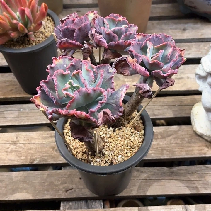 多肉植物，舞会红群