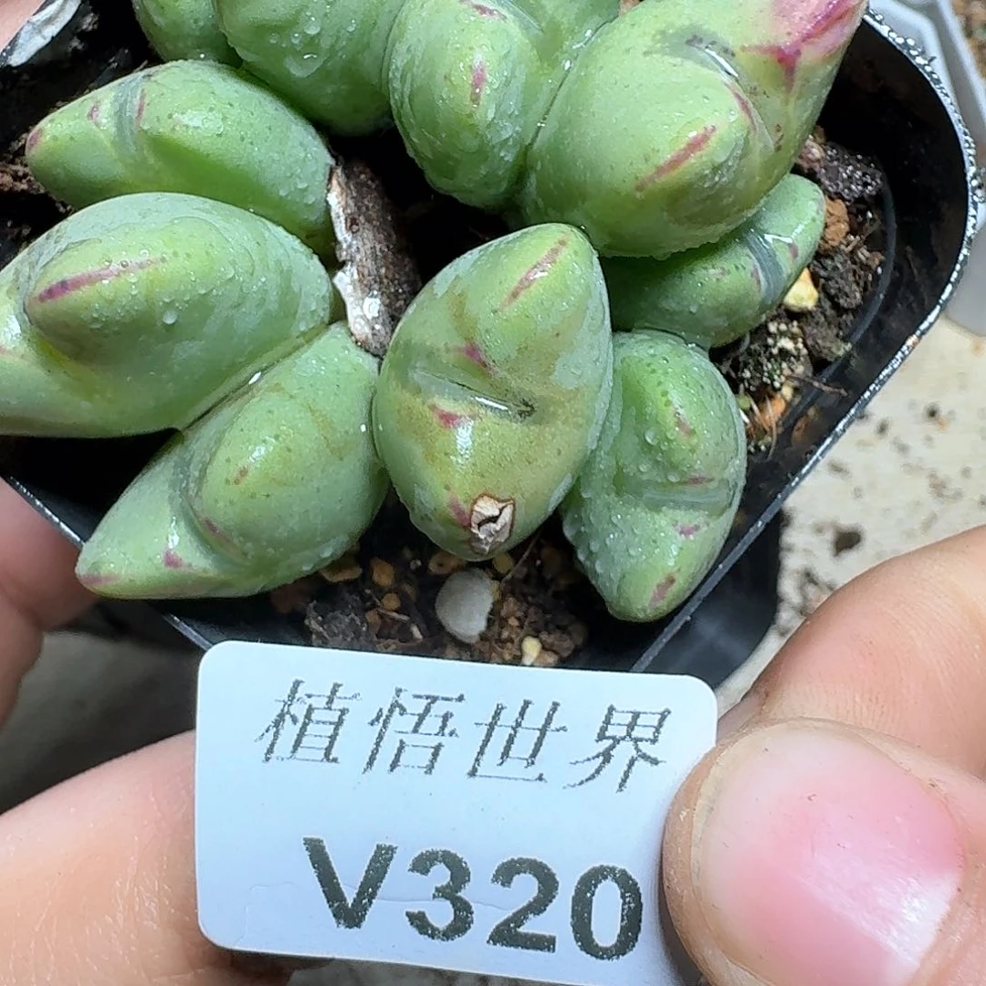 320号多肉植物哇fv