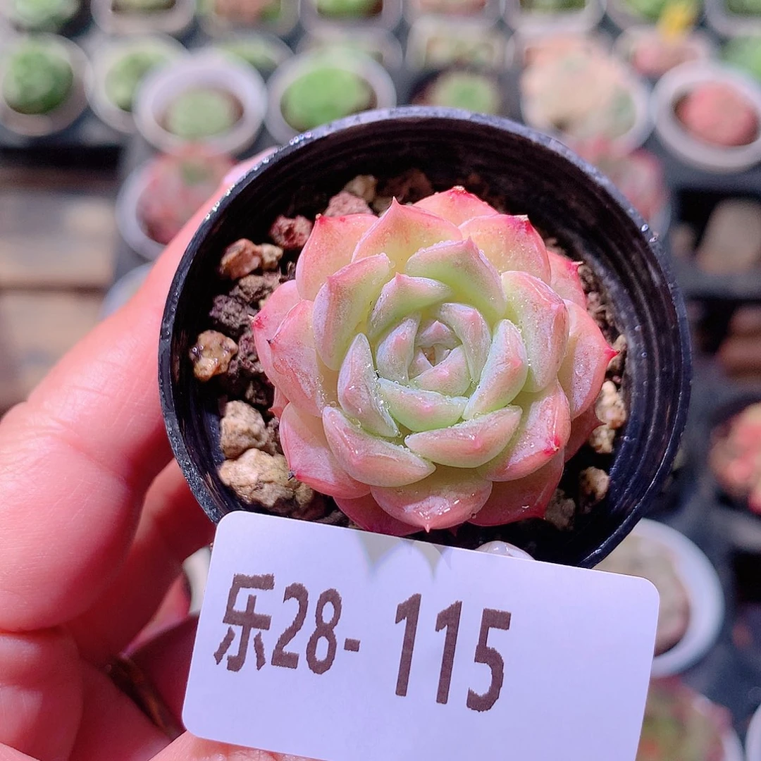 乐然28-115 纯爱单头