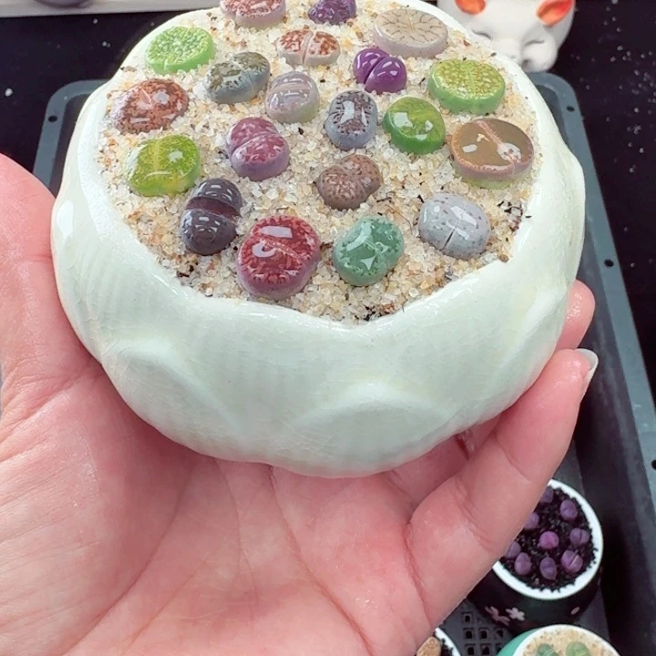 815凑满8包邮零下地区记得拍保温箱