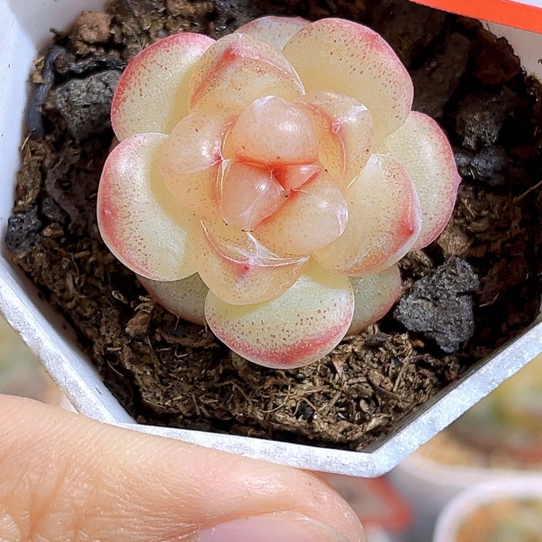 H804  恶魔之眼满18包邮