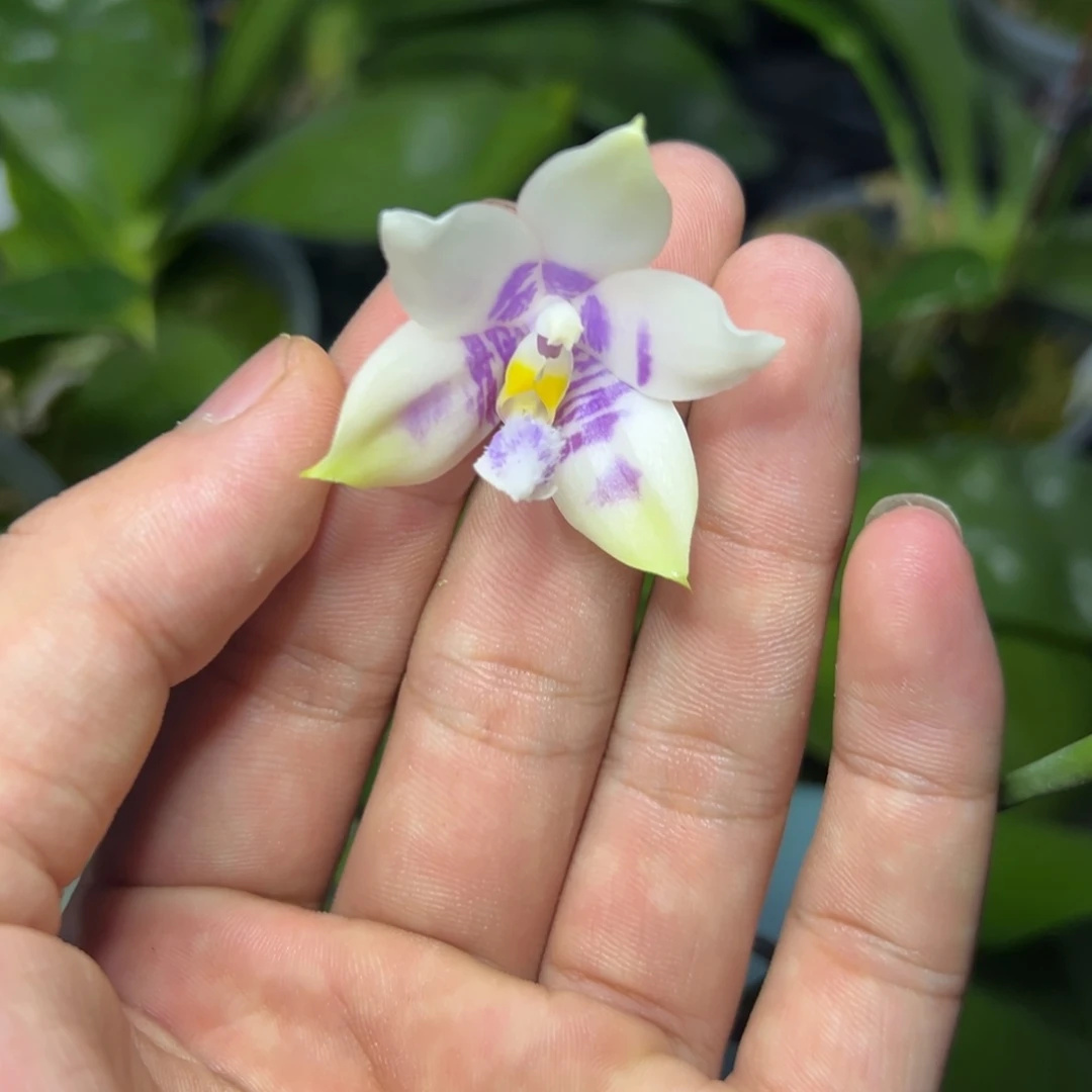 完全开放l108三寸ys1167