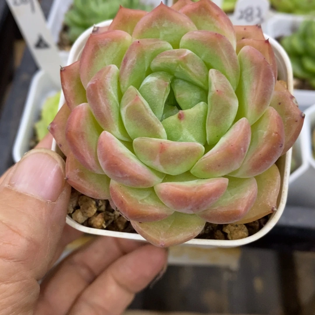 精品多肉一物一拍不包整259