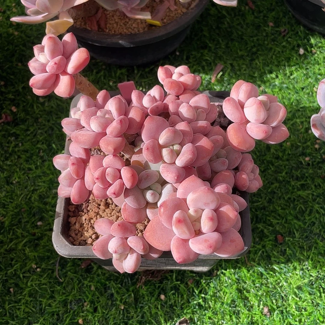 洛神群生多肉植物一物一拍