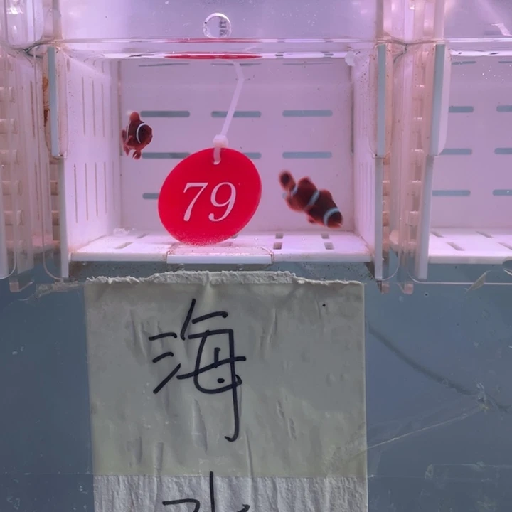 海水鱼精品金透红2 条2-3