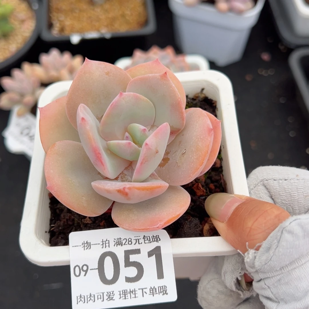 白凤多肉多肉多肉多肉