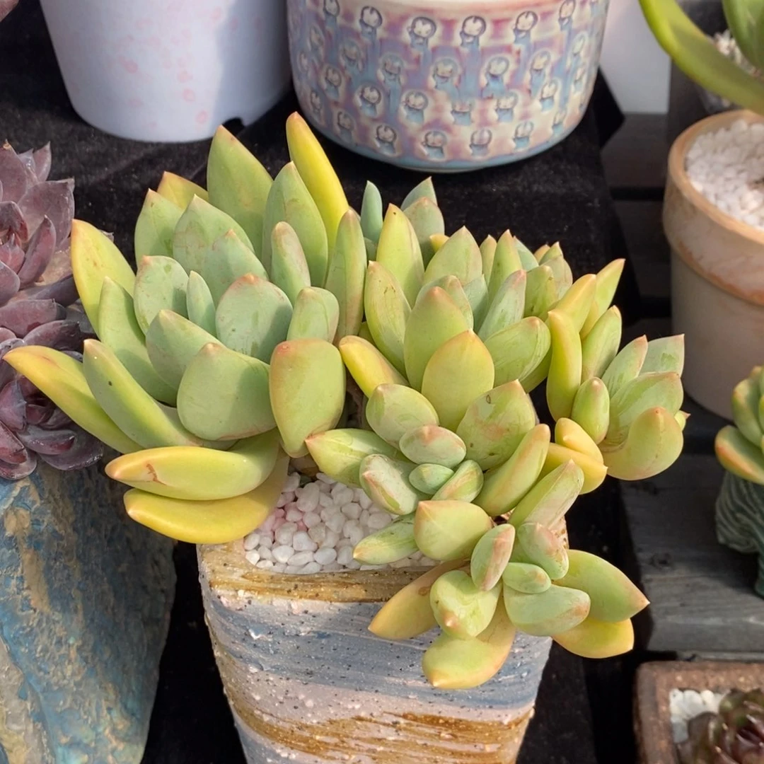 海洋之歌多肉植物盆栽