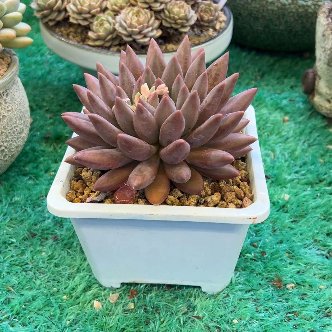 美人系，，，，，，，，，，，，