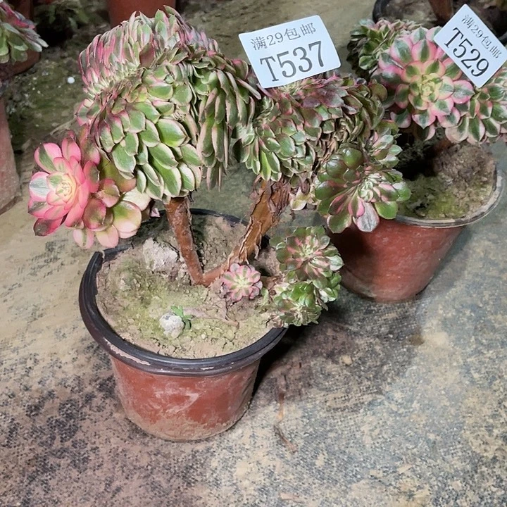 537荔枝缀  多肉植物