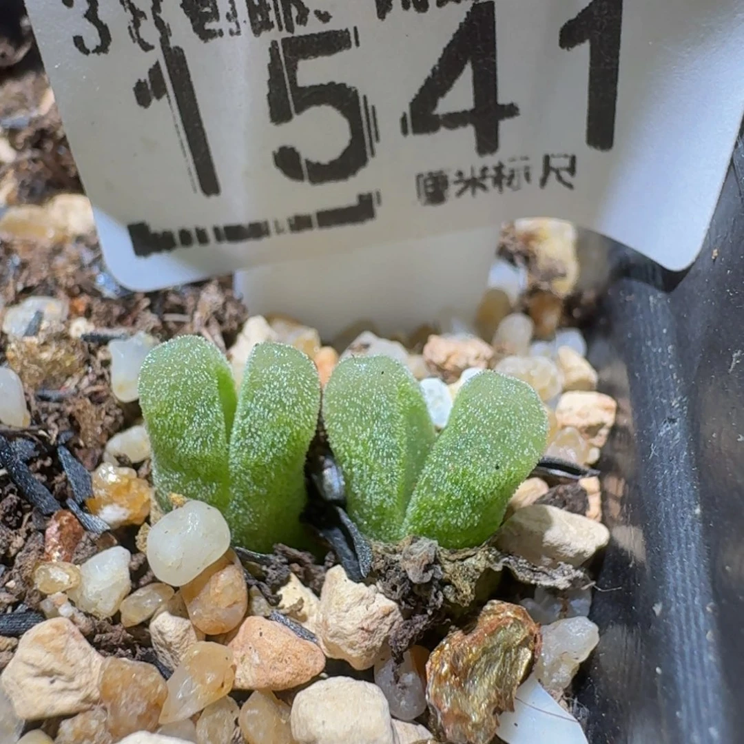 Ssss精品生石花1541冰风铃