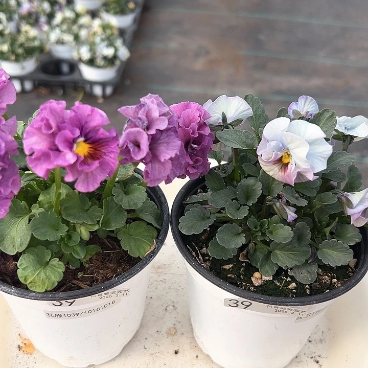 水晶抖音直播闪拍39