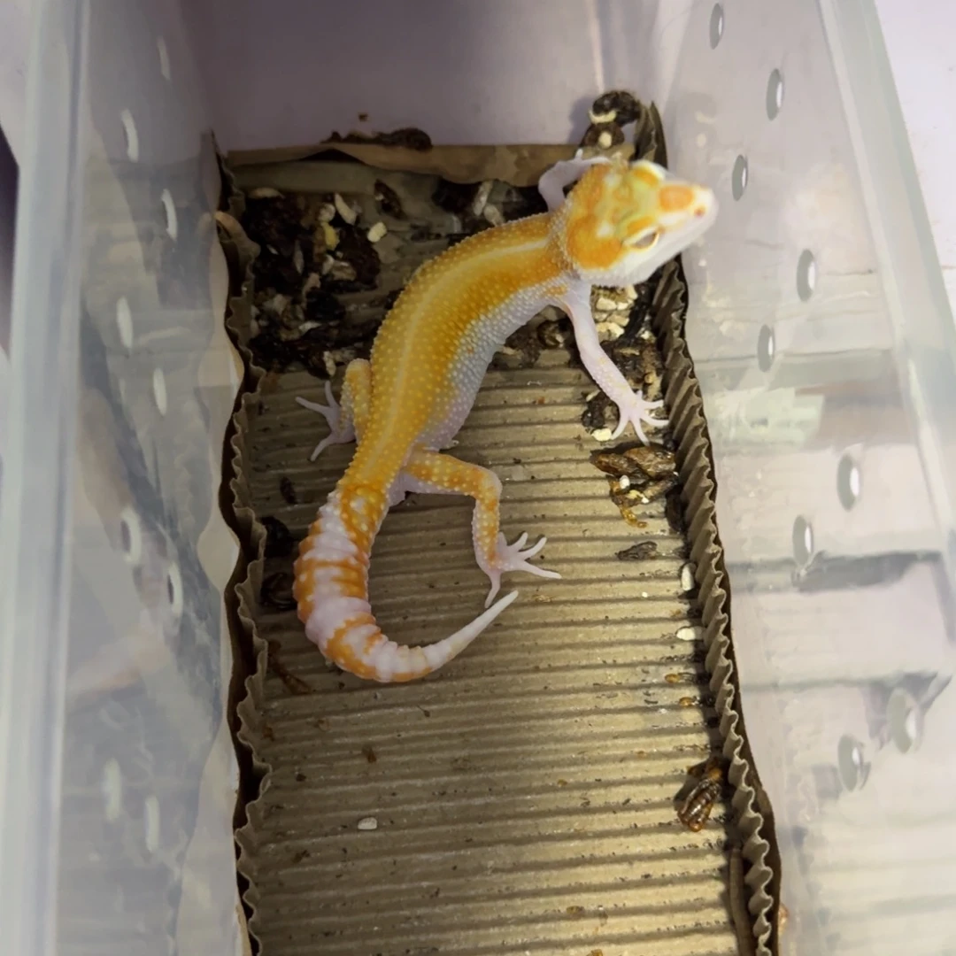 豹纹守宫白黄蜡笔暴龙红直 公