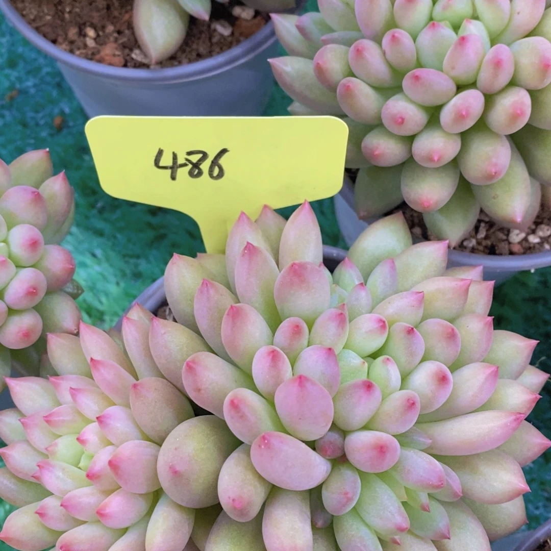 活动专场第一场，5送1