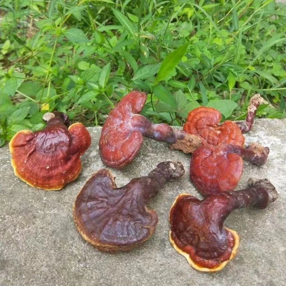 野生灵芝赤灵芝红灵芝金边灵芝整枝非紫灵芝煲汤泡酒