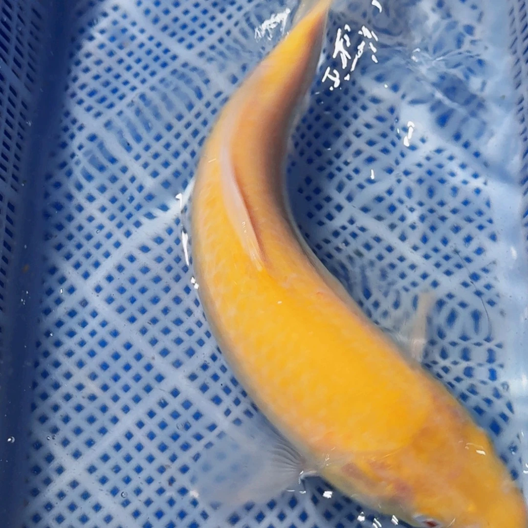 锦鲤精品锦鲤包邮包损