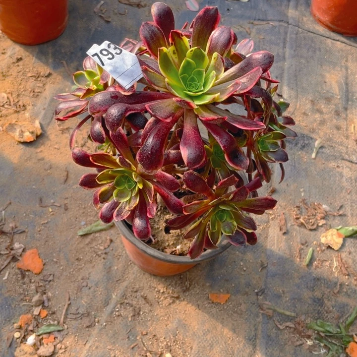 多肉欧嘉莉法师793