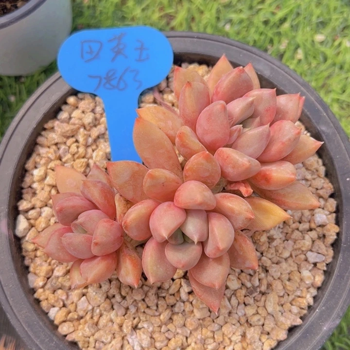 健健康康平平安安