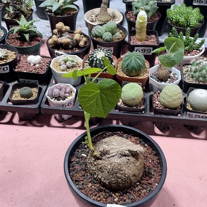 598泰国大荔枝龟，
