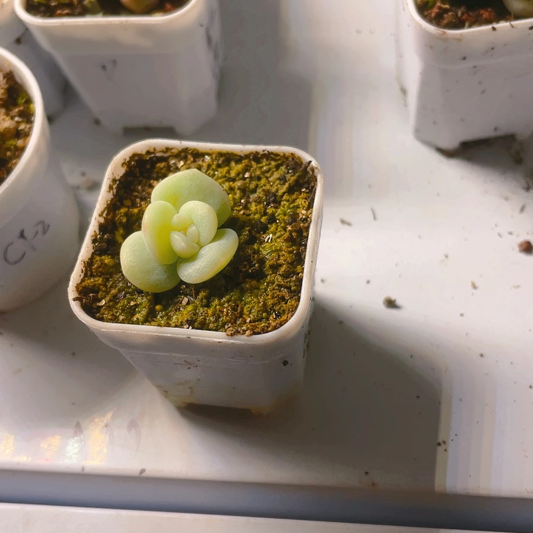 素*?云袖中盆一个满25包邮