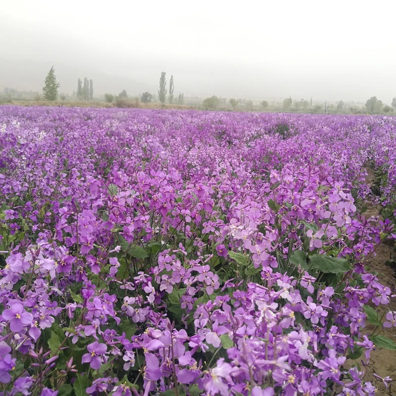 二月兰花种子四季种易活二月兰花籽多年生宿根诸葛菜种子耐阴耐寒