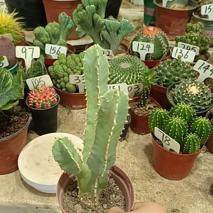 无花朵四方罗摩   15元