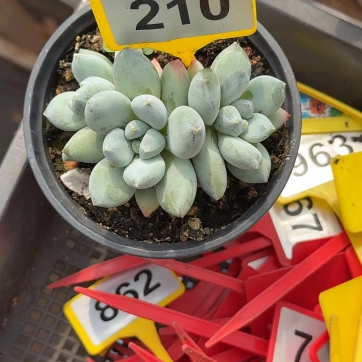 多肉植物三色美人210