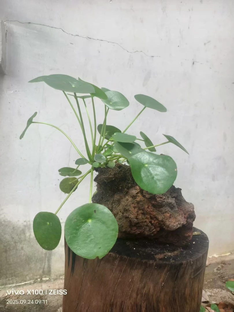 网红镜面草室内好养绿植办公室花卉专用链接