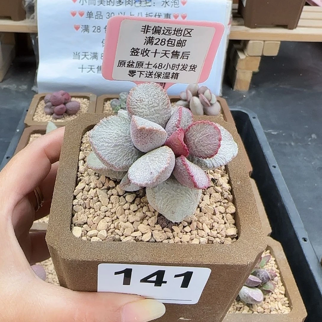 141圣姬多肉植物