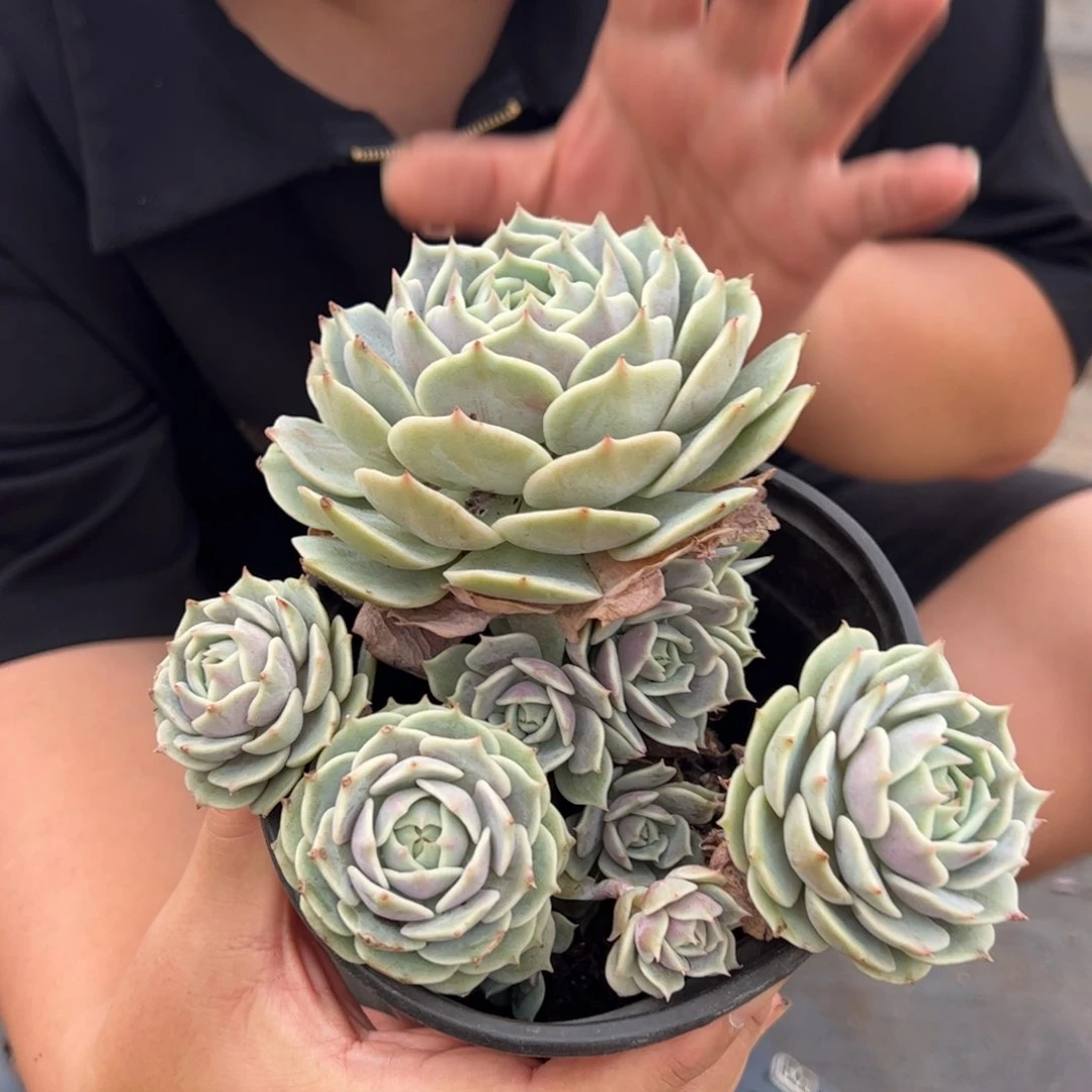 露娜莲多头群生，160杯