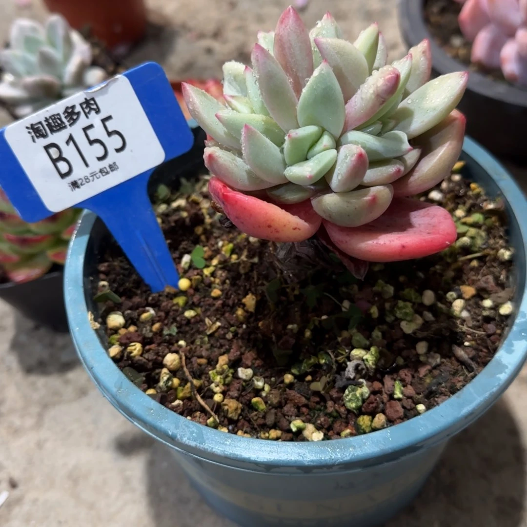 多肉植物123456789