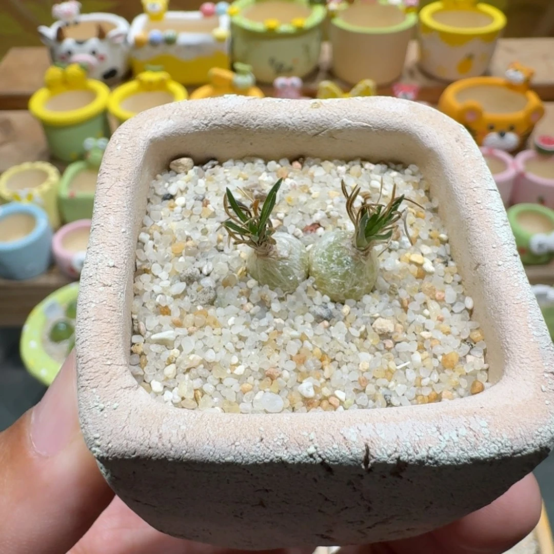 蘑菇1167小海葱多肉植物