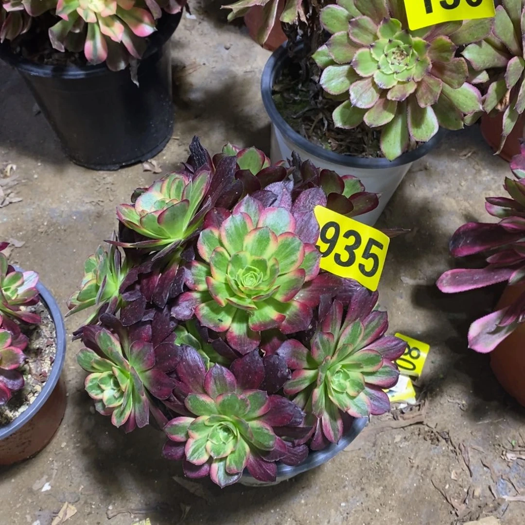 安娜多肉法师935