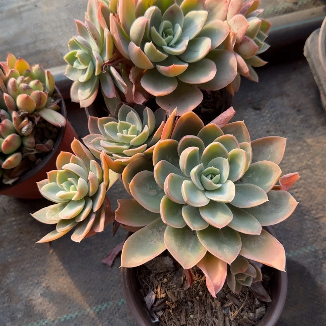 无花朵120丝绸面纱